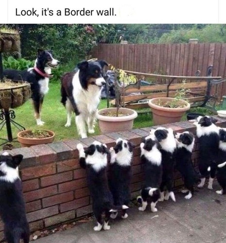 Border collie dog fridge - ,