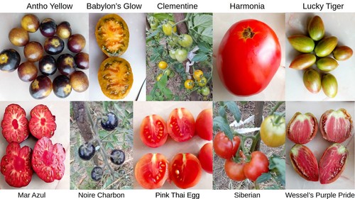 Collection graines tomates - collection, de