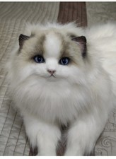 RAGDOLL Realistic Cat !!! OOAK