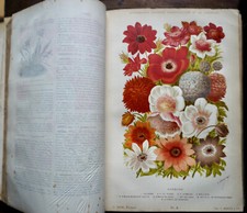 NICHOLSON MOTTET 1892-93 HORTICULTURE JARDINAGE 80 CHROMOS 5 VOL.  4000 FIG.