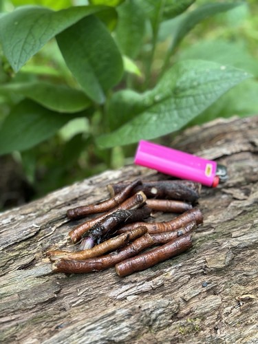 Bocking comfrey root - comfrey,