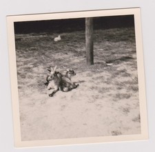 photo ancienne 🎞️ deux