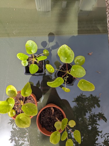 Lot jeunes plantes
