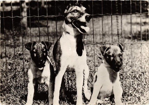 Cpm jack russel terrier - cpm, ak