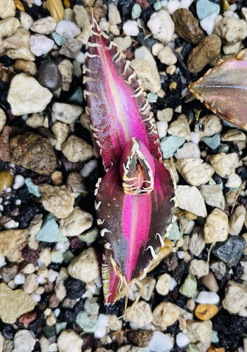 Rare agave titanota king - rare, "king
