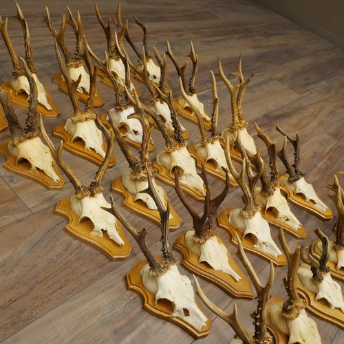 Cerf très vieux - 25,