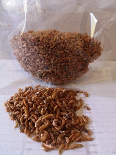 Gammarus lyophilise aliment - gammarus,