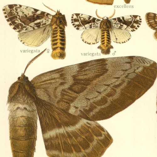 Adalbert seitz papillon - adalbert,