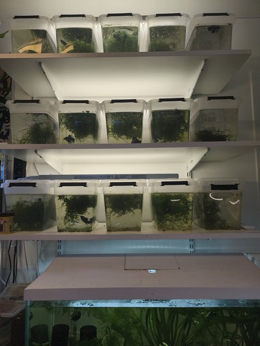 Betta mâle - betta,