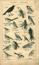 1914 Book Birds Antique Document