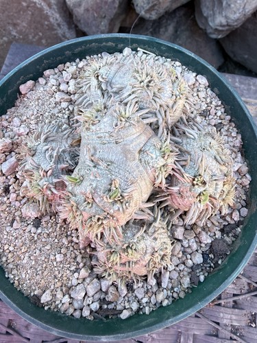 Pachypodium brevicaule huge - brevicaule,