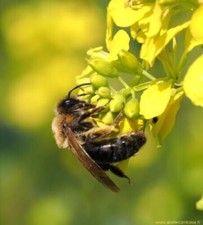 1000 Graines de Moutarde