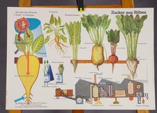 Vintage Poster Mural Wall Chart Agriculture Sugar from Beets