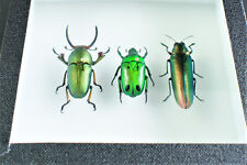 Véritables insectes : Trio de