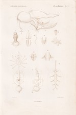 Mygale Anagomie Anatomie