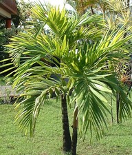 PALMIER ARCHONTOPHOENIX