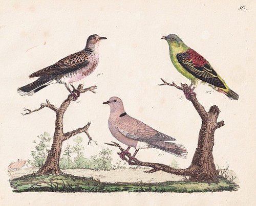 Pigeons tourterelles - pigeons,