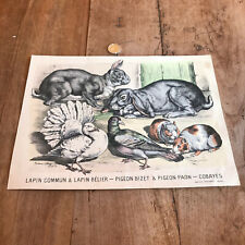 antique engraving fauna and flora N353 rabbit pigeon guinea pigs
