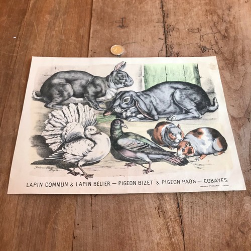 Gravure ancienne faune - gravure,