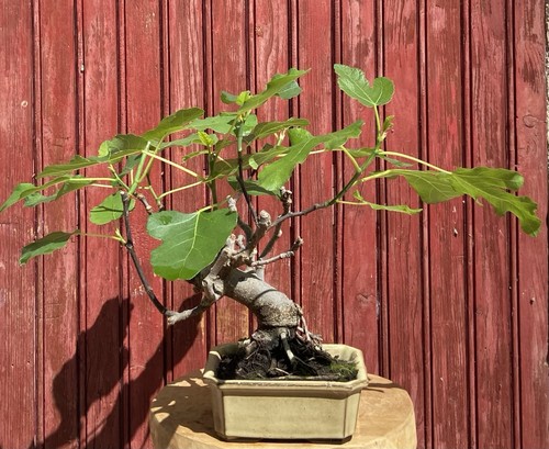 Bonsaï figuier ficus carica - bonsaÏ,