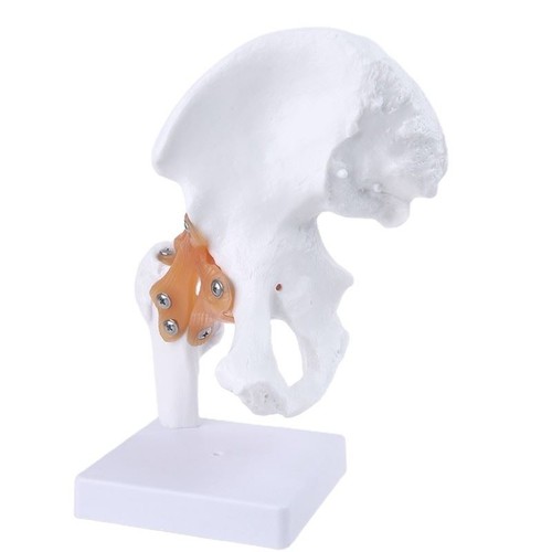 Life taille ligament hip - ligament, joint