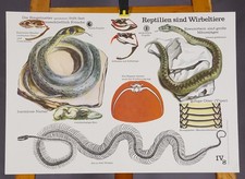 Poster Mural Chart Grass Snake Adder Reptiles are Vertebrates