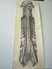 CABINET CURIOSITY Human Body Science Medicine Anantomy Skinned Board