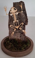 curiosity, taxidermy: frog skeleton under globe 