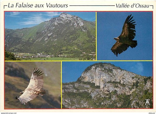 Carte postale animaux - carte,