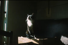 Photo Slide v. 1960 - Cat in a Dark House Room