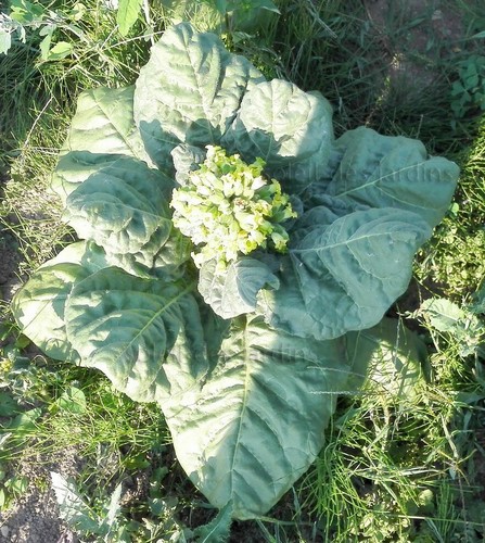 Lot 1000 graines tabac - graines,