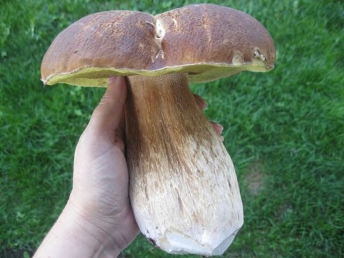 Porcini king bolete mushroom - bolete,