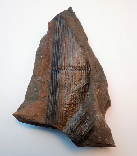 Tige calamite fossile - tige,