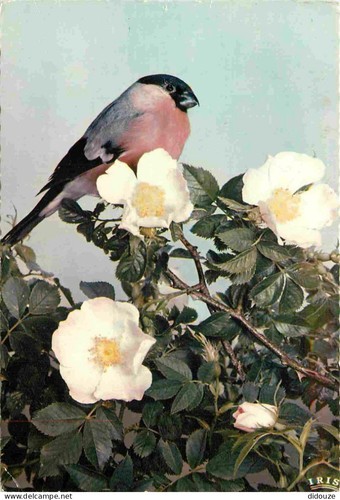 Carte postale animaux - postale,