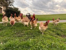 10 ++ Standard Wheaten Marans