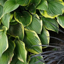 Hosta fortunei