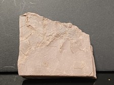 Trace De Pas Autunien Rouge De