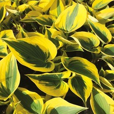 Hosta Tubercule Feuilles