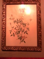 tableau ancien petit rosier du bengale