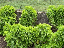 VENDEUR PRO / 12 boutures de