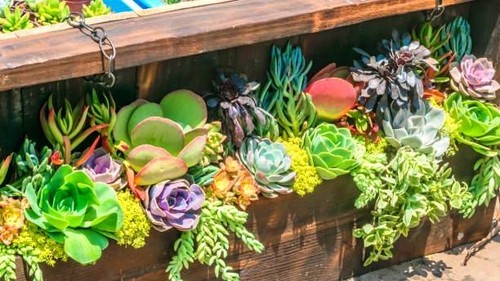 100 succulentes plantes - 100,