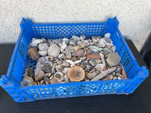 Lot coquillages coraux - lot,