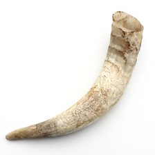 Corne de vache