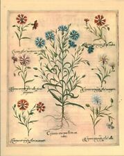 Document herbarium board made between 1595 and 1612 by Basil Besler 1979