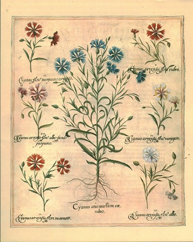 Document planche herbier - document,