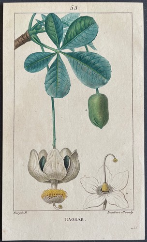 Flore médicale baobab gravure - flore,