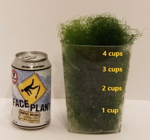 Cups macro algae - 4, of