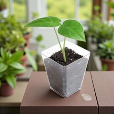 Plantule d'Alocasia