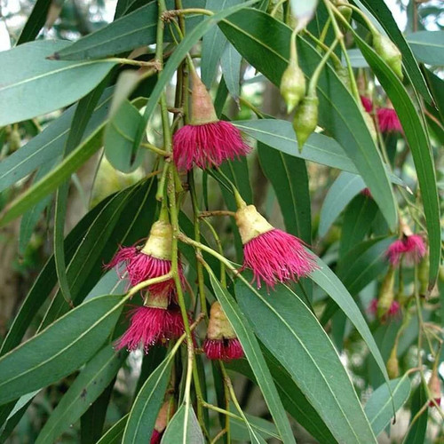 Eucalyptus leucoxylon var