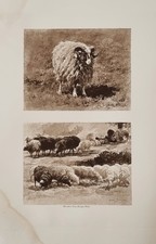 Estampe XIXème Rosa Bonheur